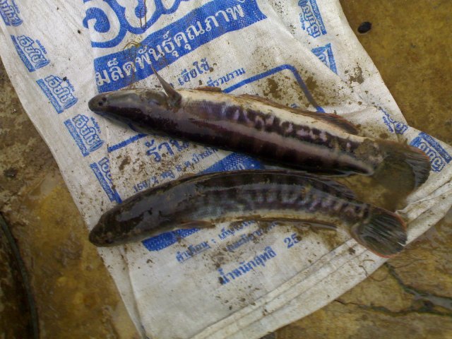 ทำไว้แก้ขัด
