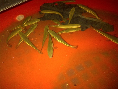 ตั่งใจไปหาน้องกุ้ง แต่เจอทีเด็จคับ อิอิ