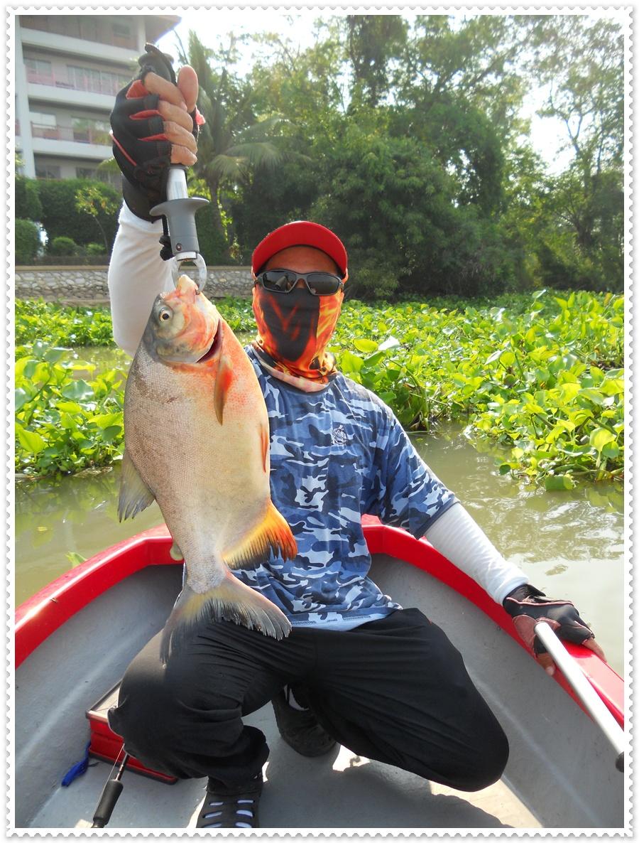@...จารเม็ดน้ำจืด (เปคู) ยึดเจ้าพระยาแล้ว...@
