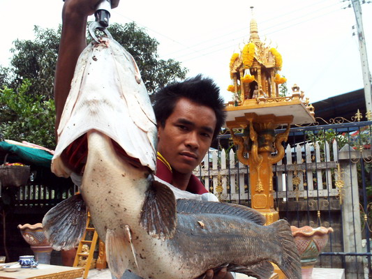 ชะโดอ่างทอง(คัดไซย์มาให้ชม)
