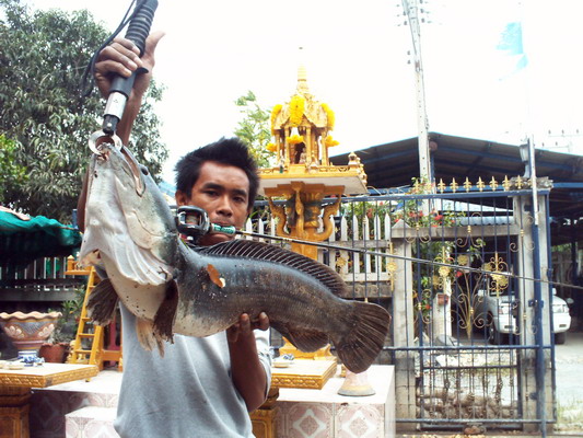 ชะโดอ่างทอง(คัดไซย์มาให้ชม)