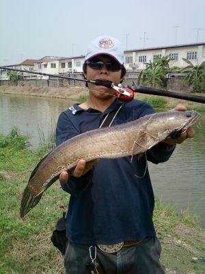 Texas rig    
