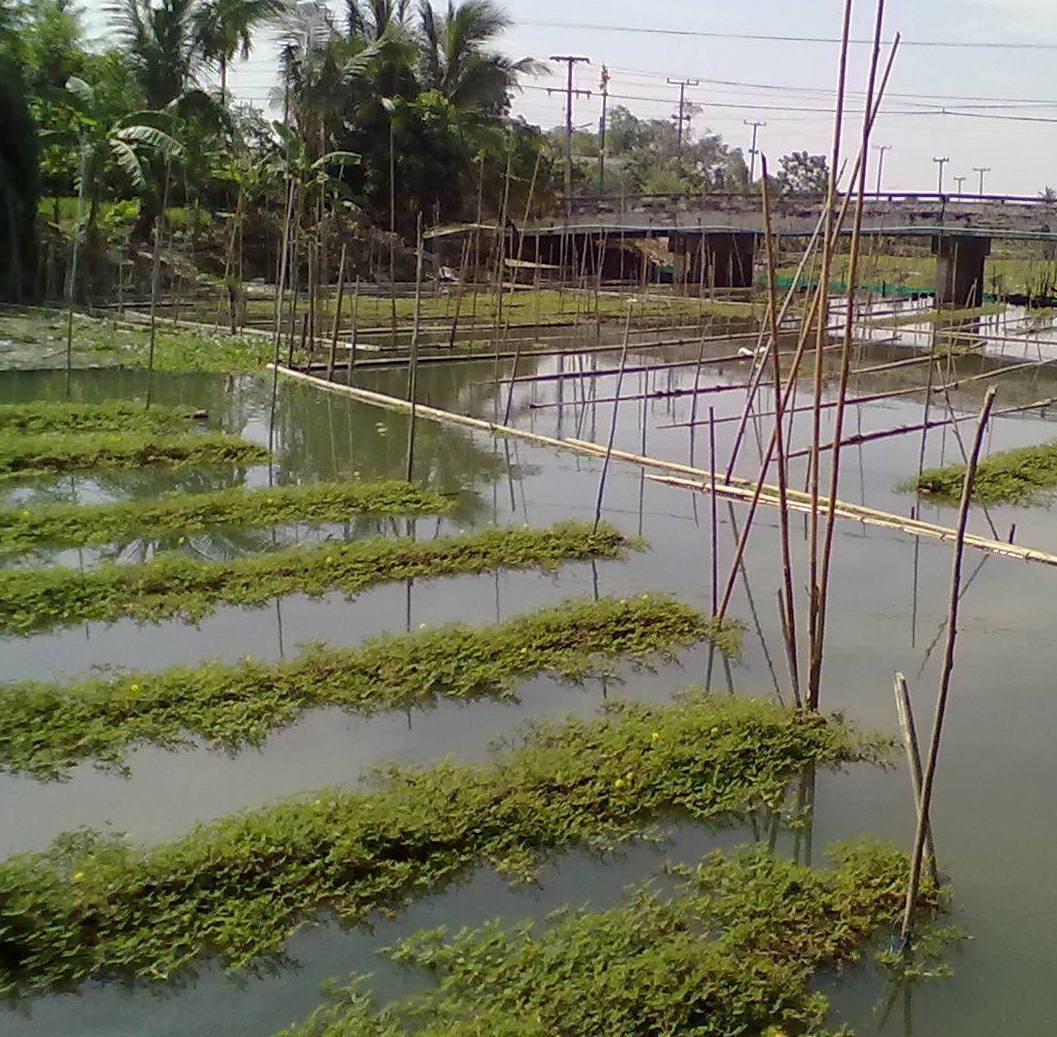 แซวเด็กบางแขม