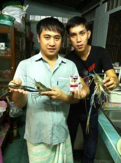 เมื่อพ่อเพื่อนเอากุ้งอยุธยา มา เขี้ยงปาก