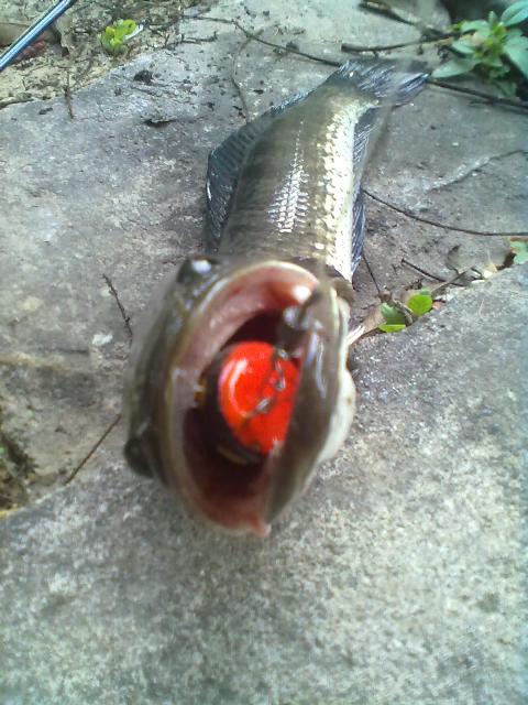 ทริปเทสเหยื่อ