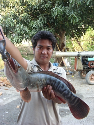ชะโดใหญ่วันสงกรานต์
