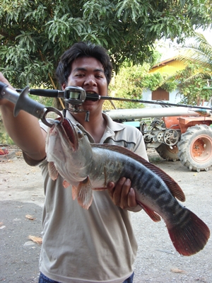 ชะโดใหญ่วันสงกรานต์