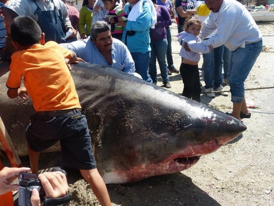 ผงะชาวประมงเม็กซิโกจับฉลามขาวยักษ์หนักเกือบตัน!!
