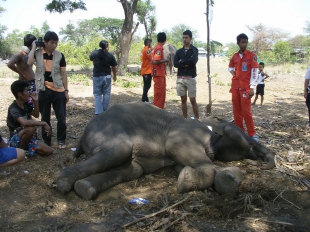 ต่อหัวเสือ   ตัวอันตราย