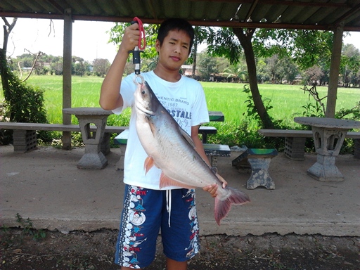 ปลาสวายจาก PN FISHING PARK ลพบุรี