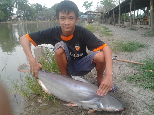 ปลาสวายจาก PN FISHING PARK ลพบุรี