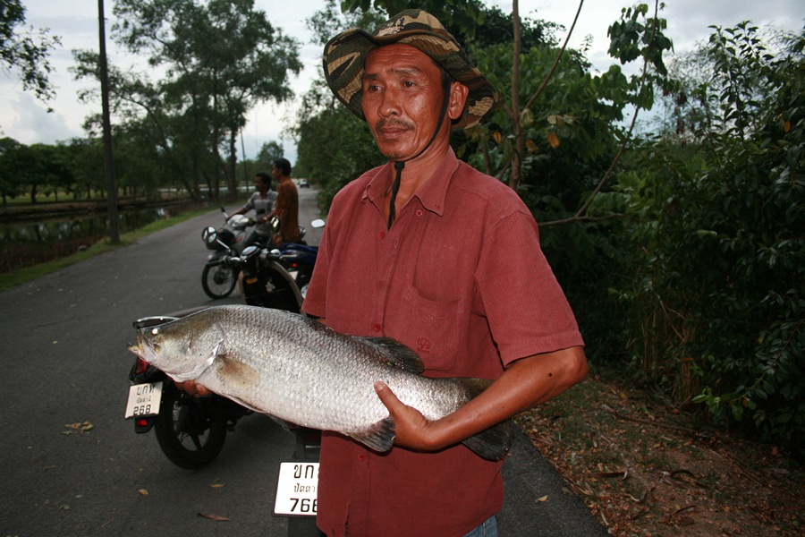 กระพงขาว ที่ปัตตานี