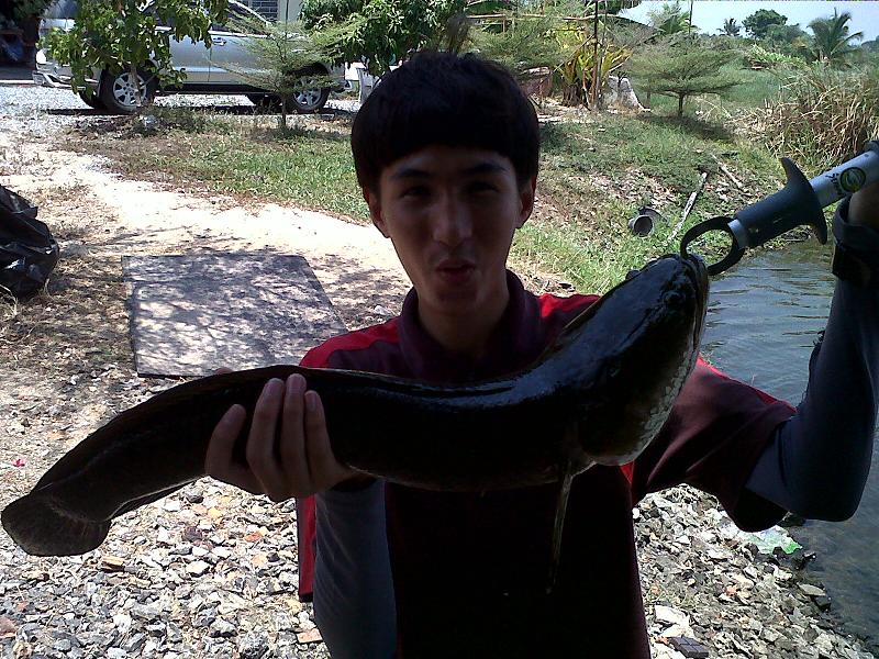 กระพง 12 โลกับช่อน 2 โล