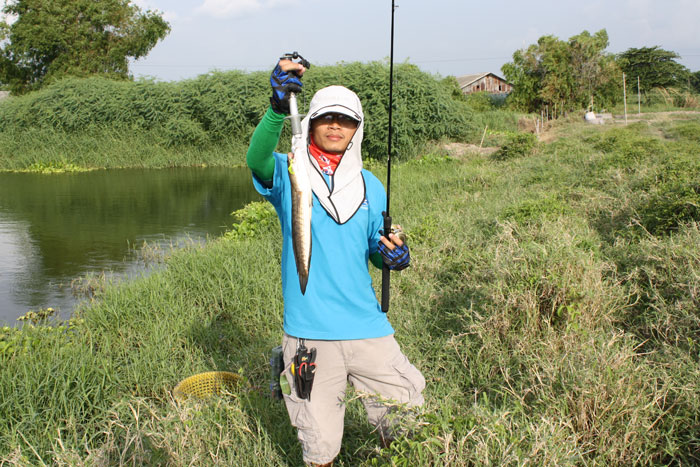 ช่อนพานทอง 2 [บ่อเล้าไก่]