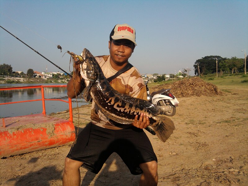 ชะโด