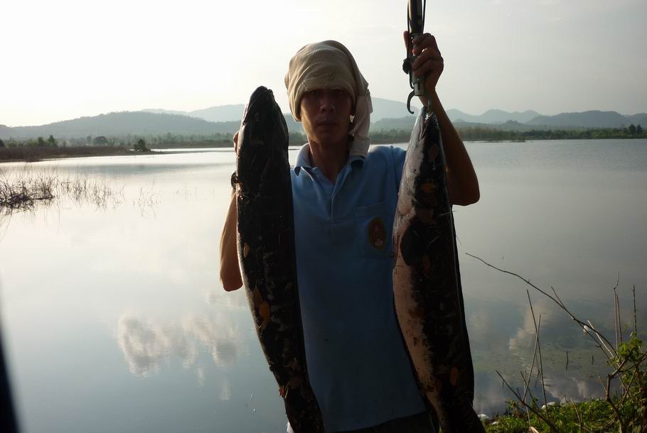 ชะโดลำปางหนา