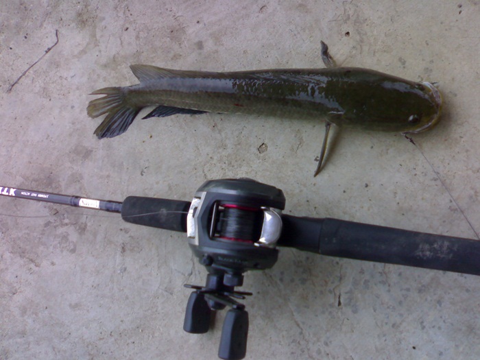 TEXAS RIG คลองหน้าบ้านครับ