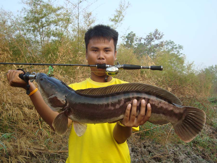 ปลาชะโดบ่อหงษ์ทองคับ