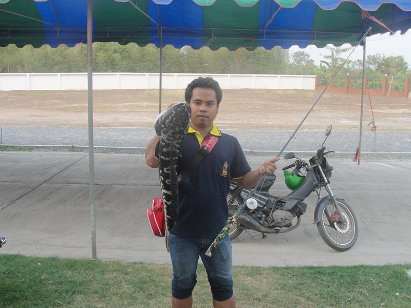 ชะโดหลังเลิกงาน