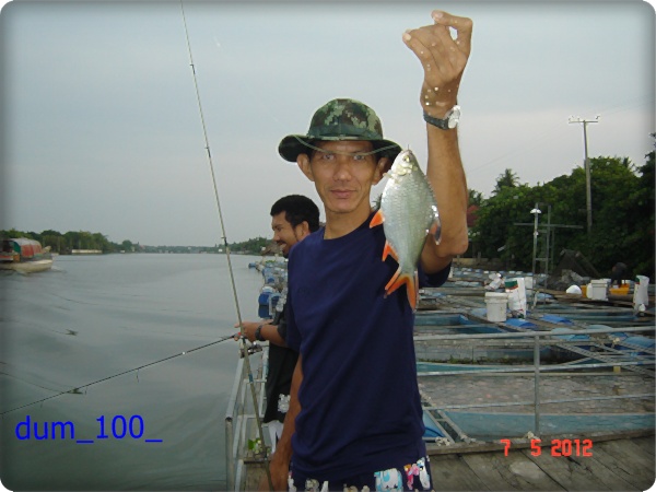 กุ้งอัมพวา