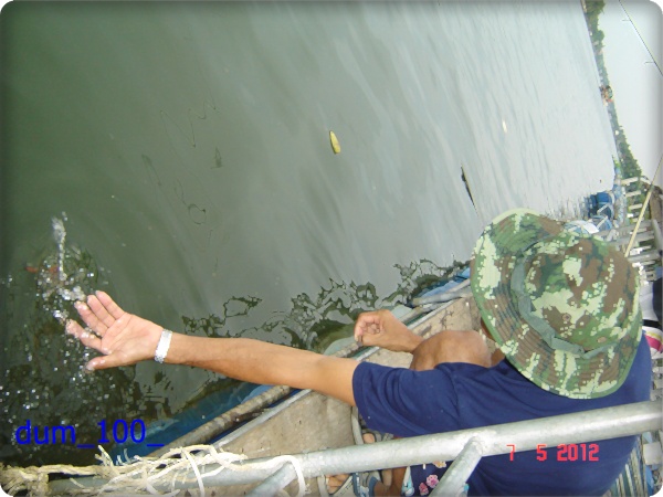กุ้งอัมพวา
