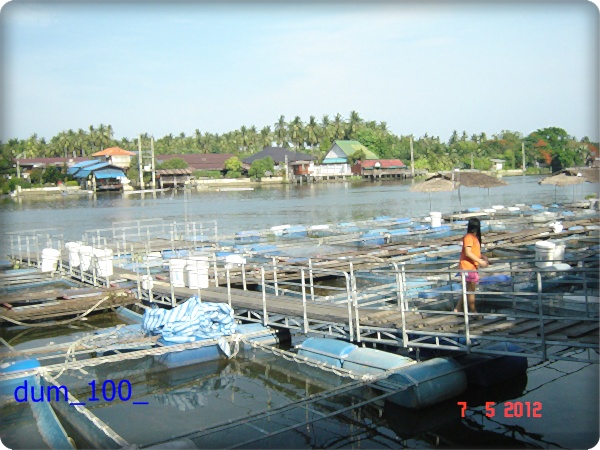 กุ้งอัมพวา