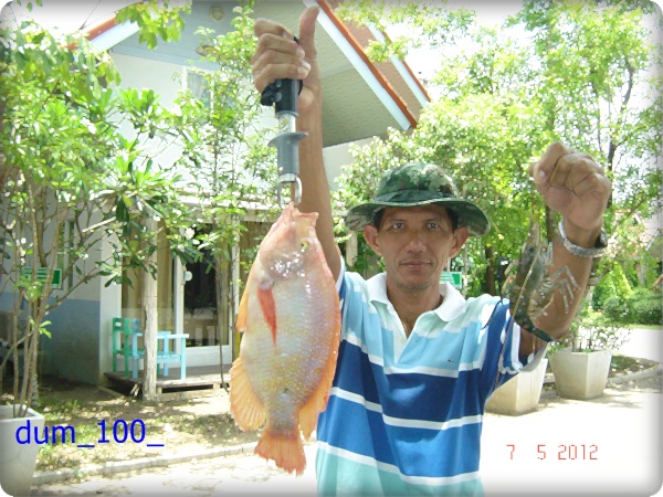 กุ้งอัมพวา