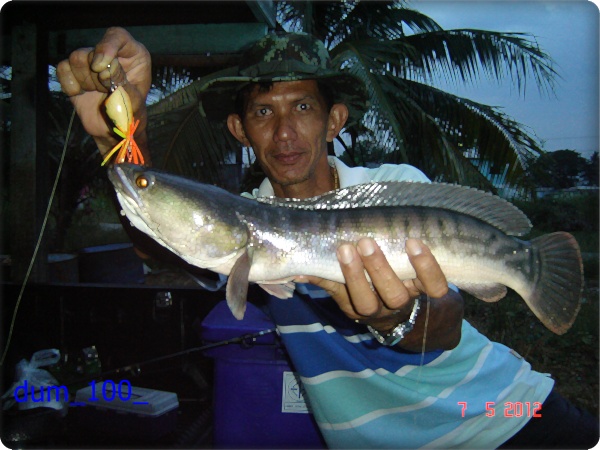 กุ้งอัมพวา
