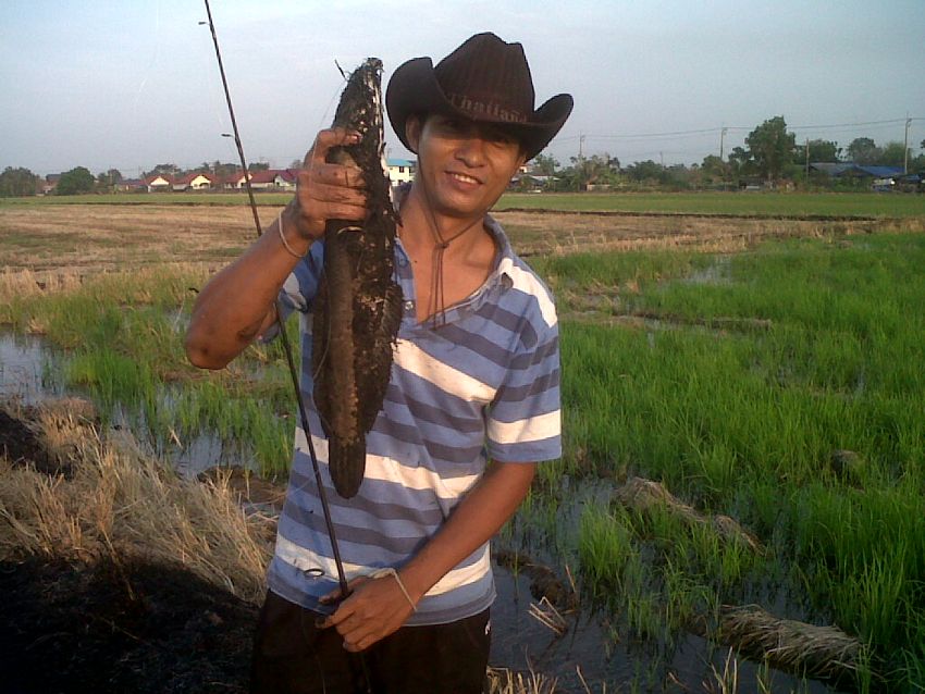 ศรัทธา+ปลายาง