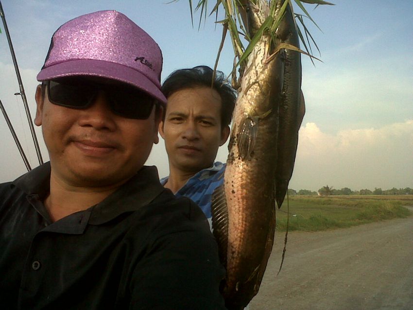 ศรัทธา+ปลายาง