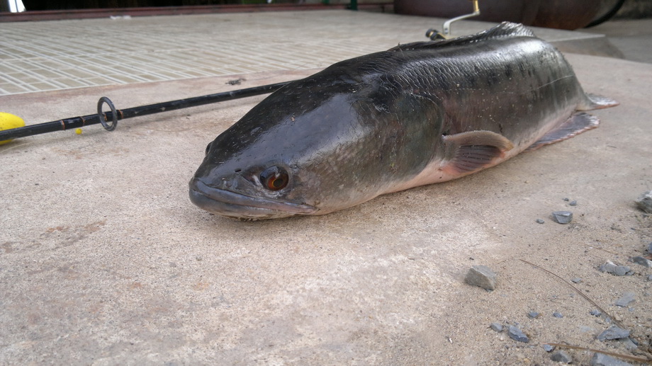 ชะโดคลอง (คลองพระอุดม)