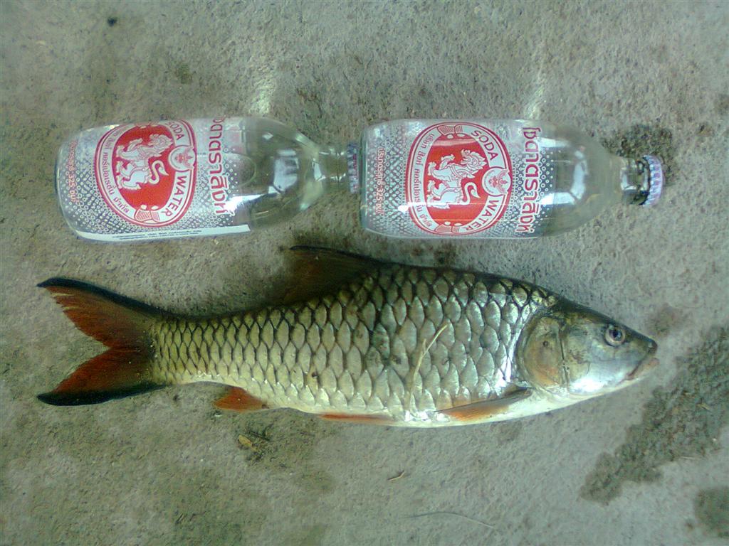 กระสูบ อ.บ้านตาก จ.ตาก