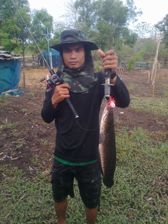ช่อนหลงทาง
