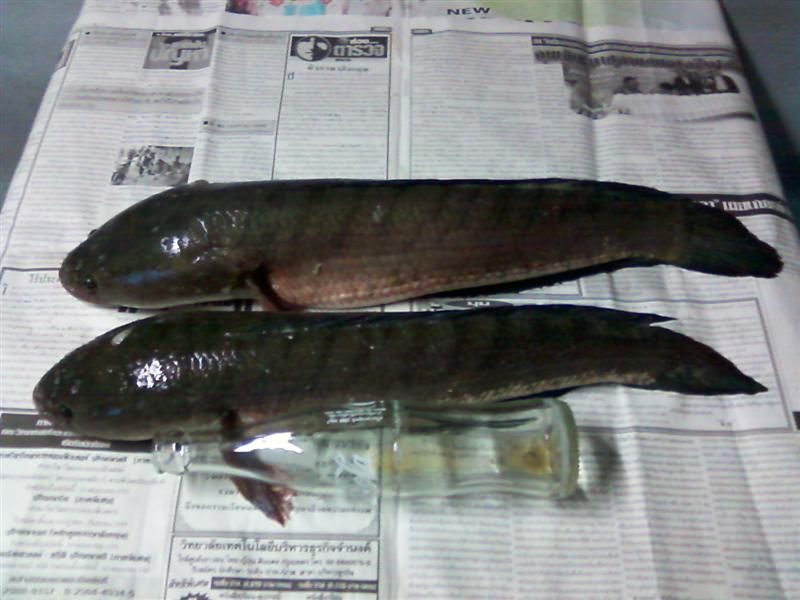 ขออภัยมือใหม่หัดตี