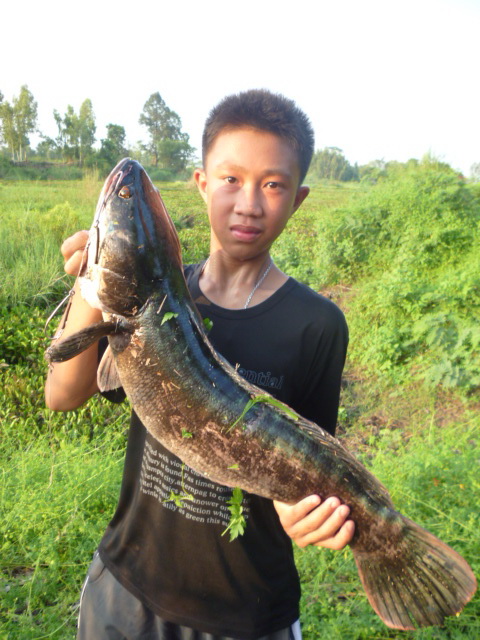 รวมทริปชะโด
