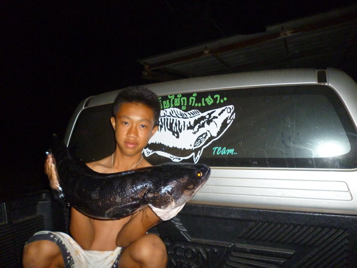 รวมทริปชะโด