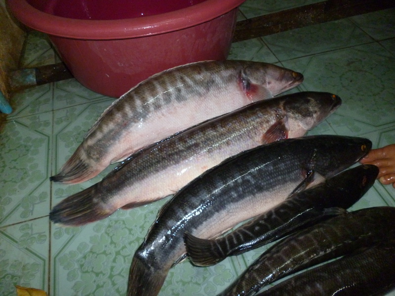 รวมทริปชะโด