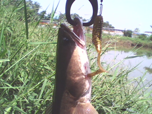 ไปลองเทสหนอนยาง...