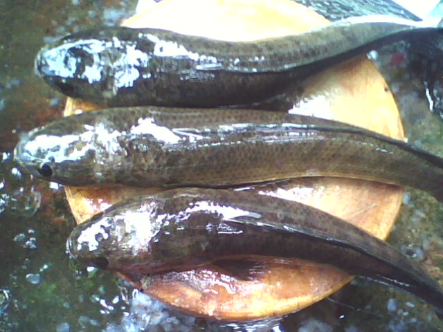 ไปลองเทสหนอนยาง...