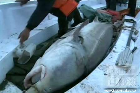 ปลาคาลูก้าไซส์บิ๊ก ชาวจีนจับได้หนักกว่าครึ่งตัน