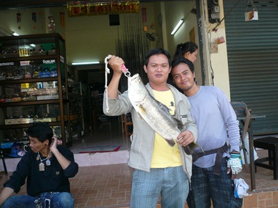 กระพง....หลงทาง  กัดกบโดด