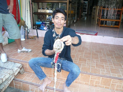 กระพง....หลงทาง  กัดกบโดด