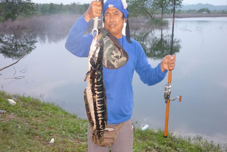 สดๆๆร้อนๆๆกัดกบ B.T ลำปาง