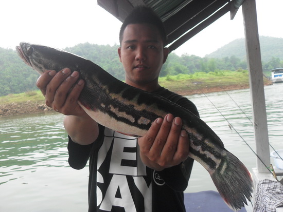ลองส่งดูคับ เพรชฟ้า 