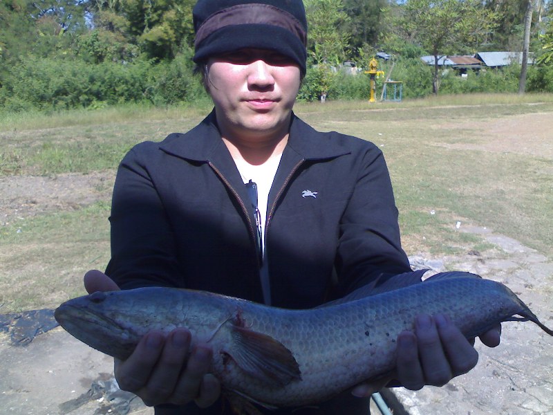 เหยื่อปลาช่อนแบบจัดหนัก