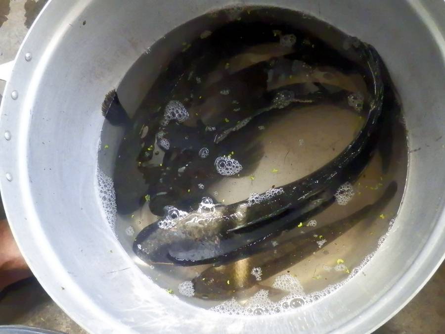 ปลาช่อนเมื่อเช้ากับเมื่อวานเย็น กบ i-FroG