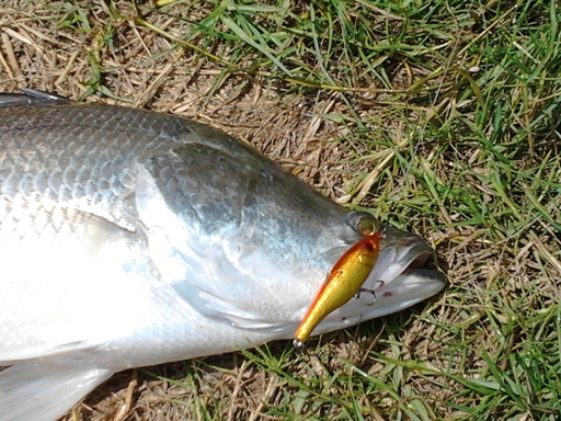 Test action......jcs lure