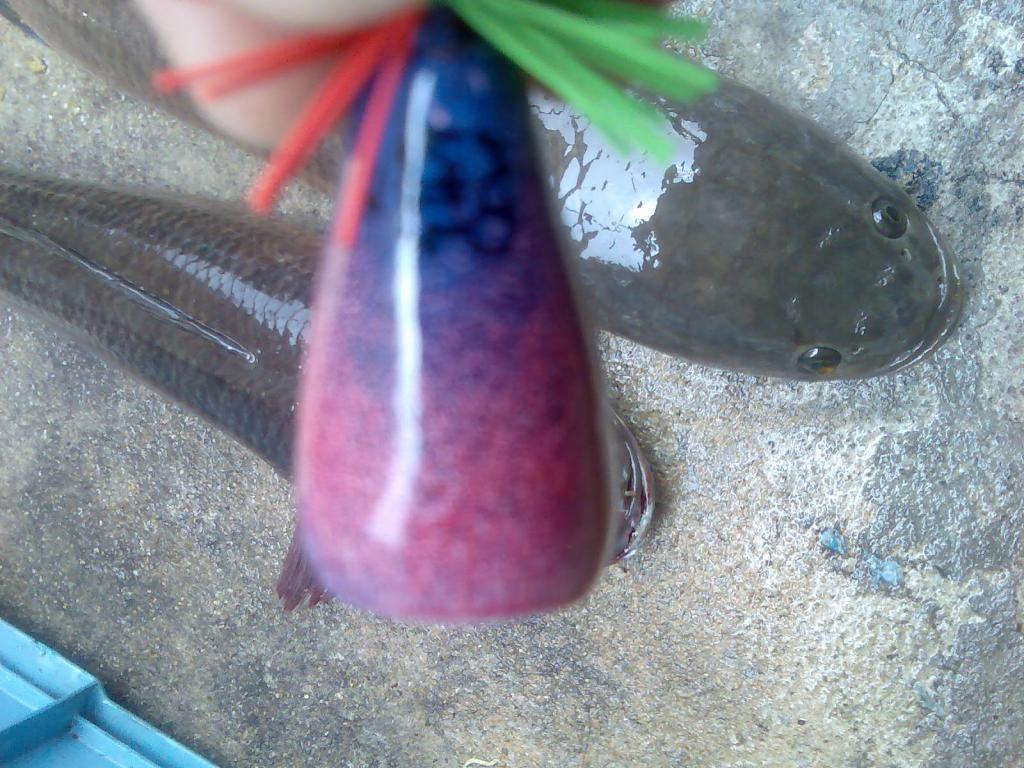กบ รังสิต