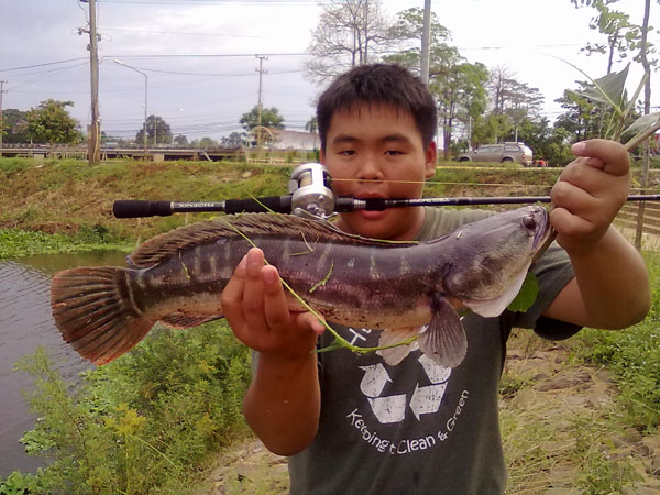 ชะโดอุบล