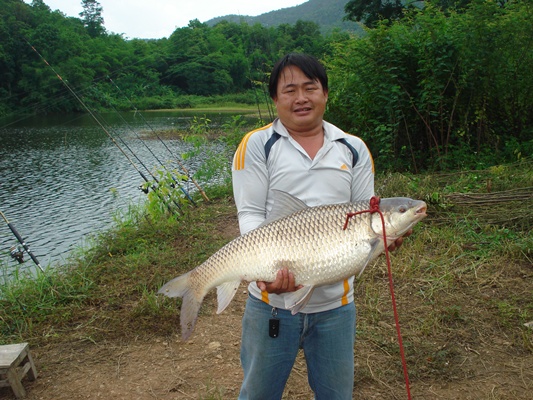 ตปลานวลจันท์ใหญ่ที่อ่างห้วยแก้ว